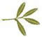 leaf